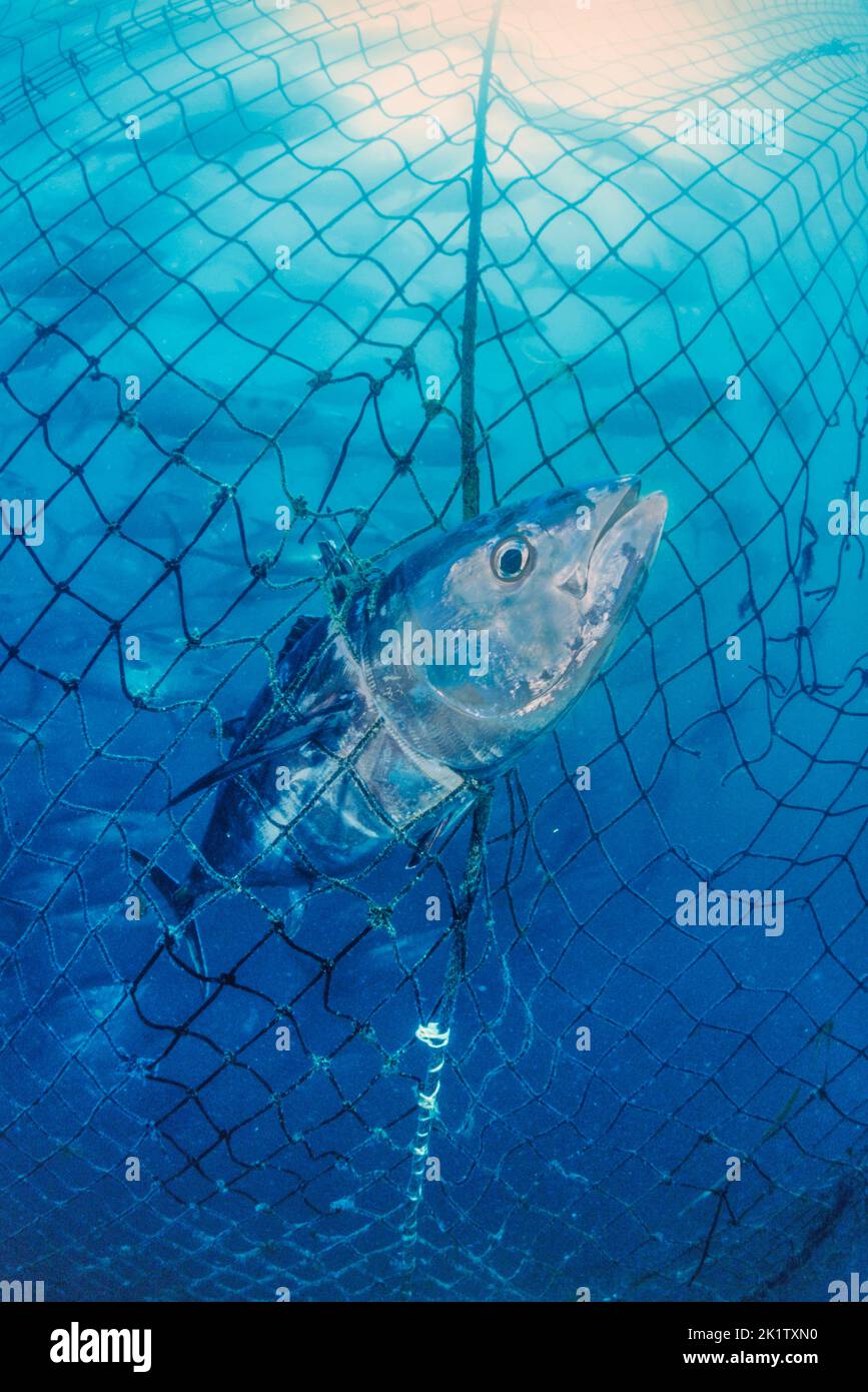 A dead Southern bluefin tuna, Thunnus maccoyii, caught in a tuna pen. All  southern bluefin tuna ranching occurs in a small region offshore of Port Li Stock Photo
