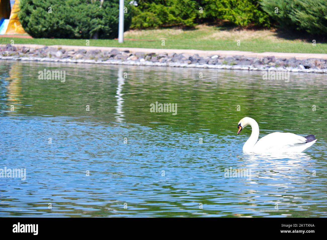 White Svan swimming at lake in park in a sunny day Stock Photo
