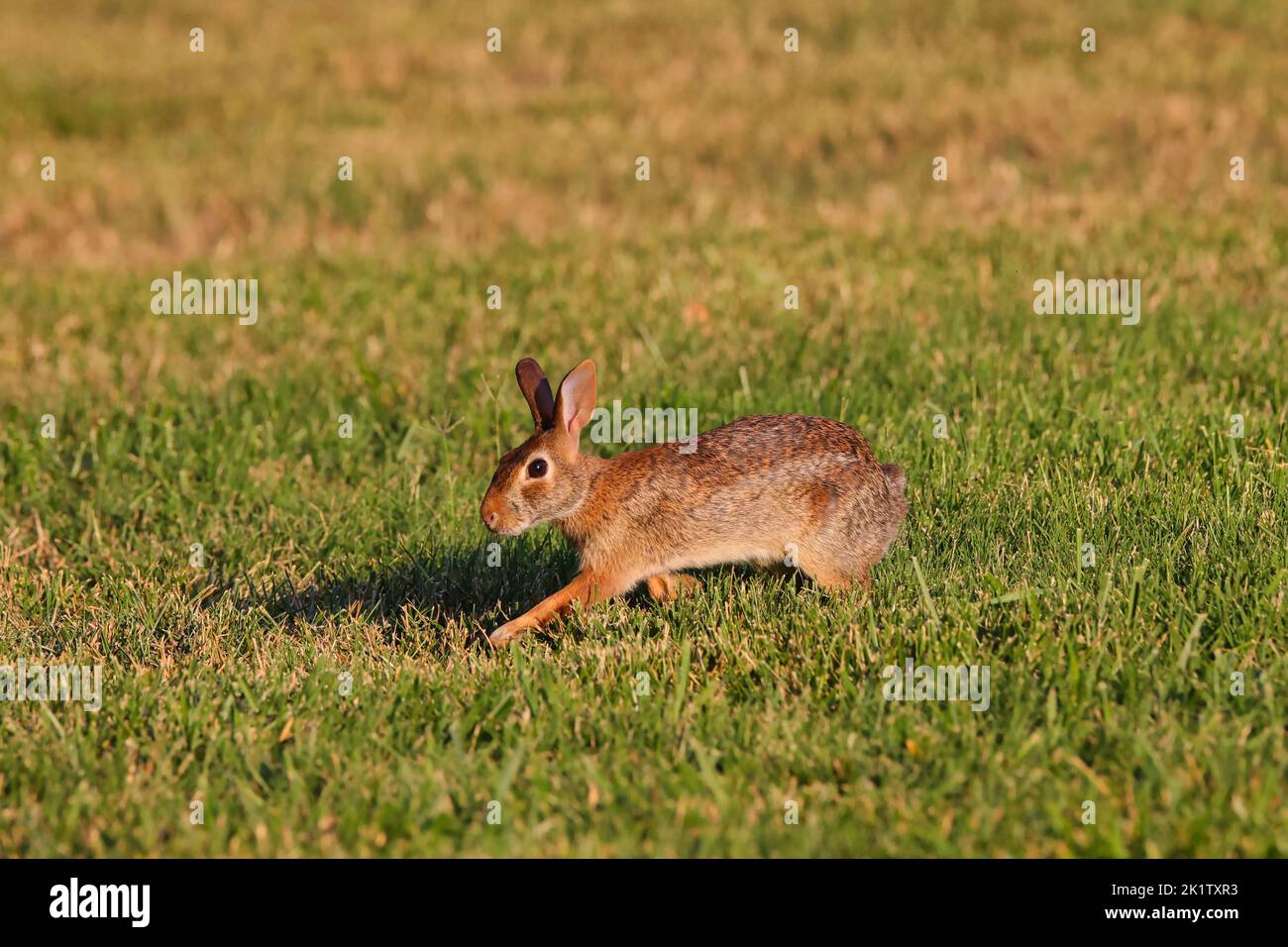 A brown rabbit springing in the field with sunlight on and making a shadow Stock Photo