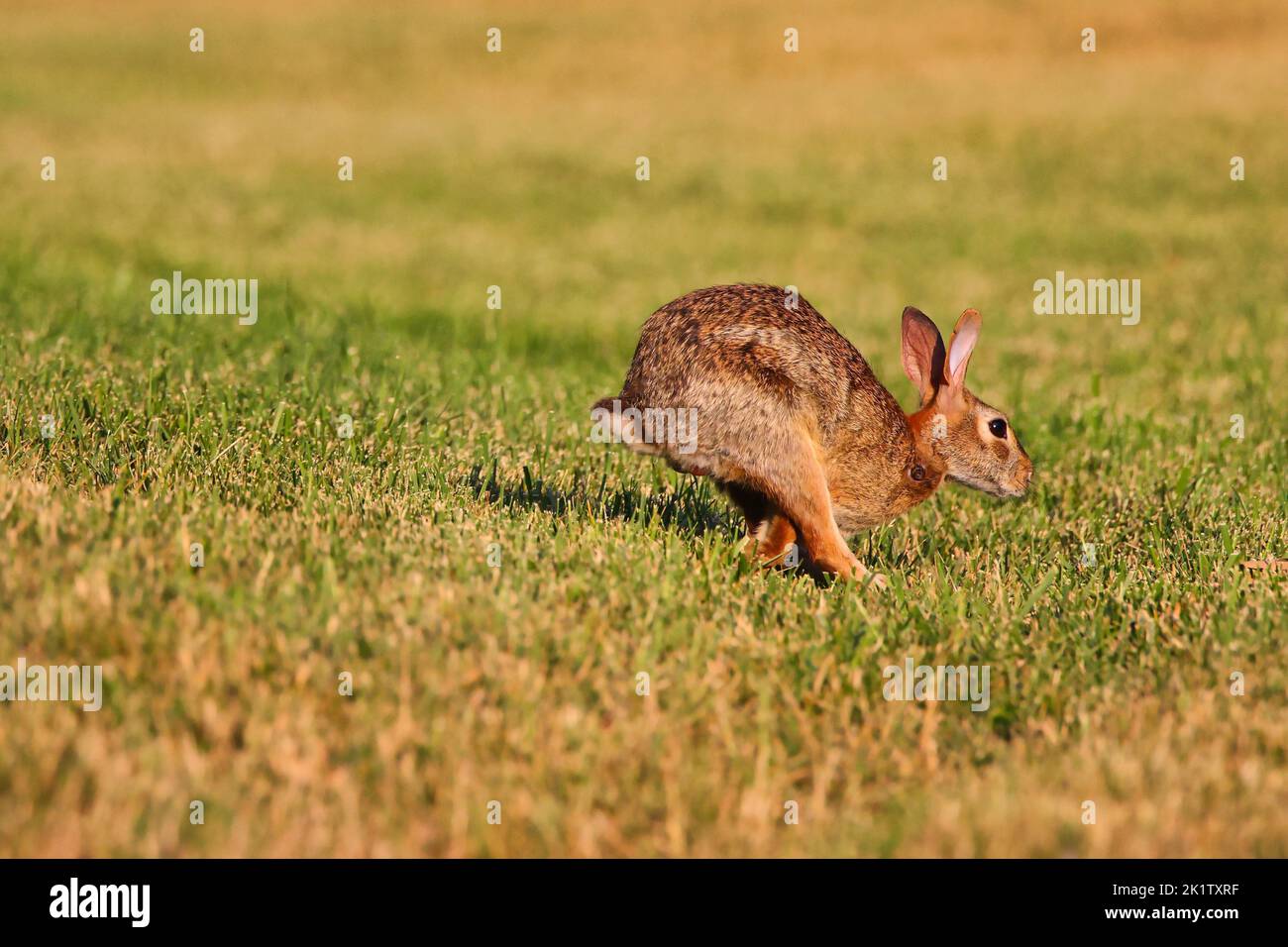 A brown rabbit springing in the field with sunlight on and making a shadow Stock Photo