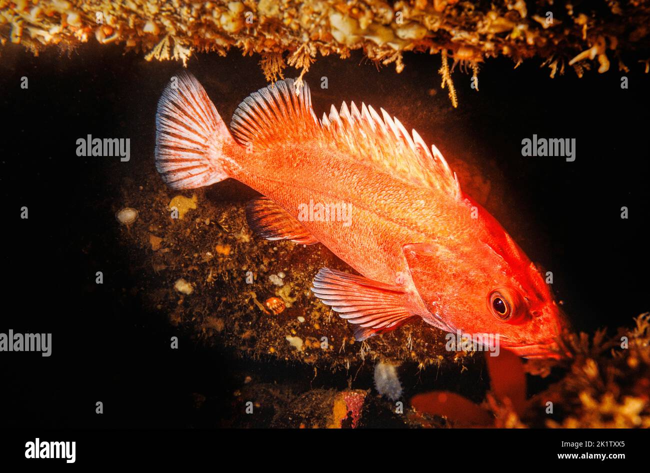 The yelloweye rockfish, Sebastes ruberrimus, can reach 3 feet in length and 25 lbs. British Columbia, Canada. It is also known as the rasphead rockfis Stock Photo
