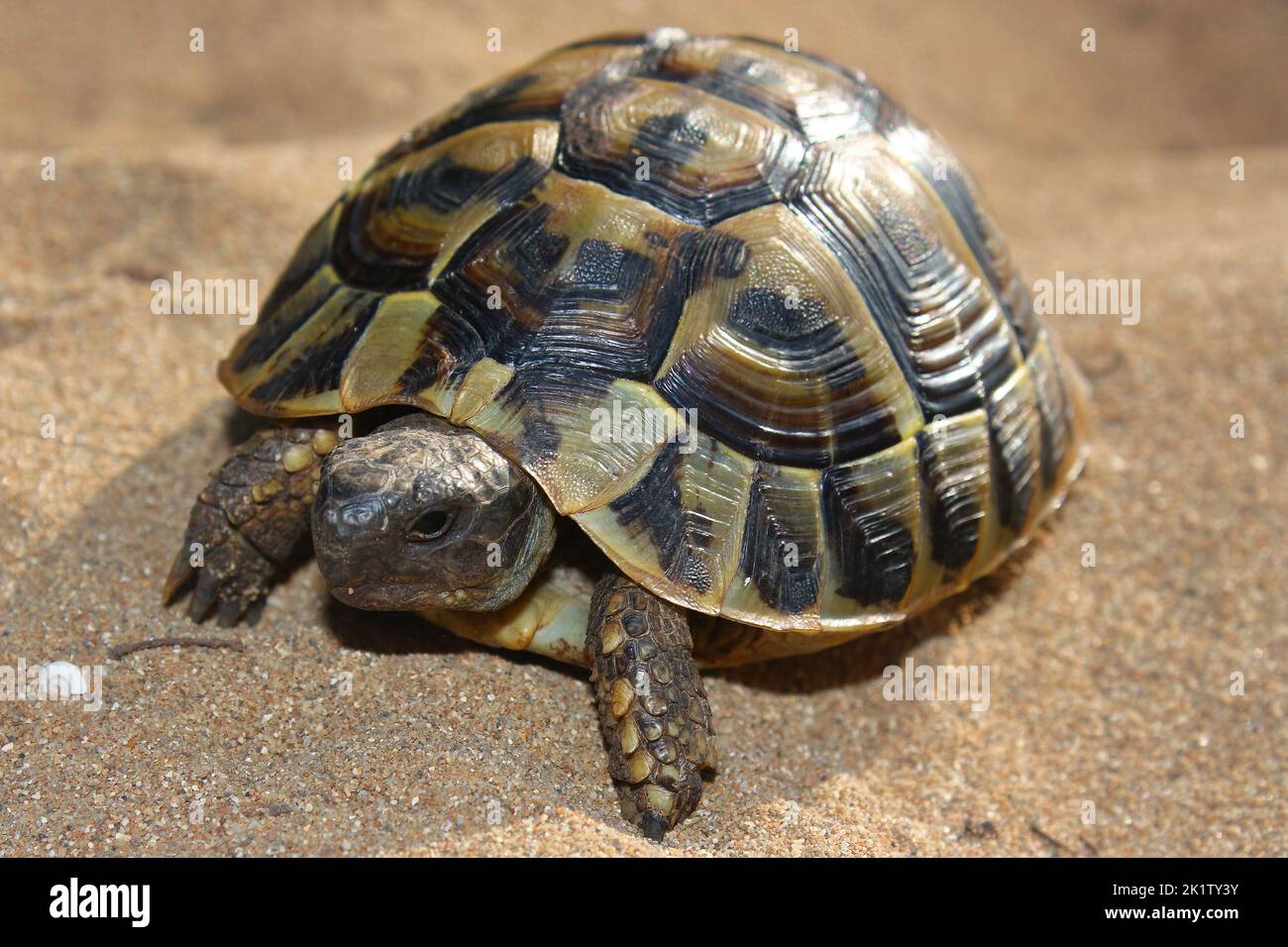 The eastern Hermann's tortoise (Testudo hermanii boettgeri) in a ...