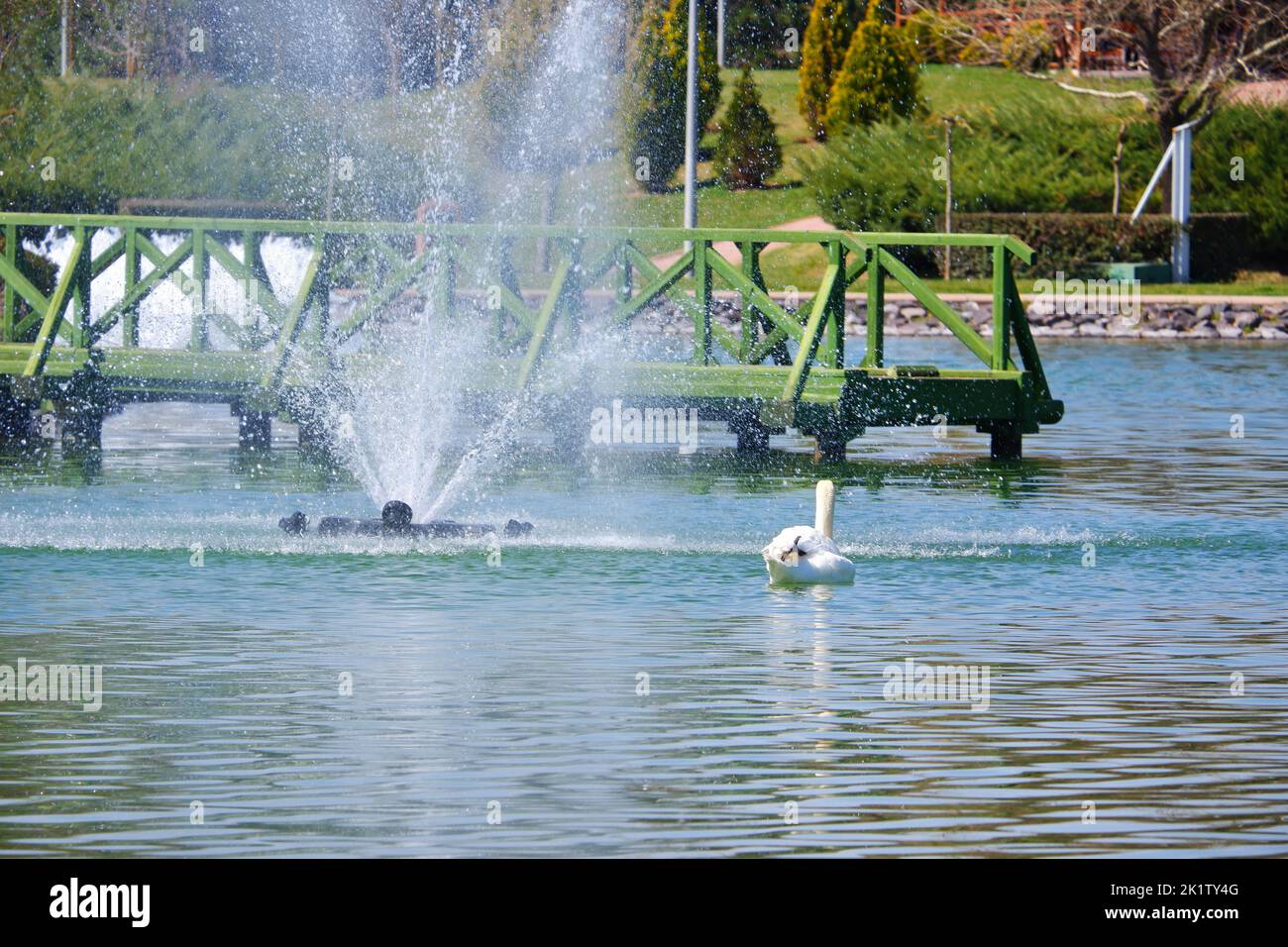 White Svan swimming at lake in park in a sunny day Stock Photo