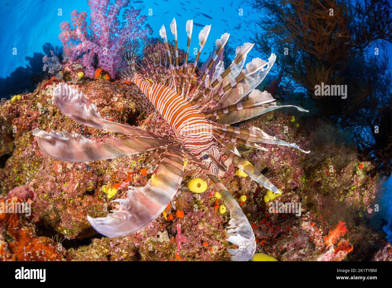 A lionfish, Pterois volitans, and alcyonarian soft coral, Fiji. Stock Photo