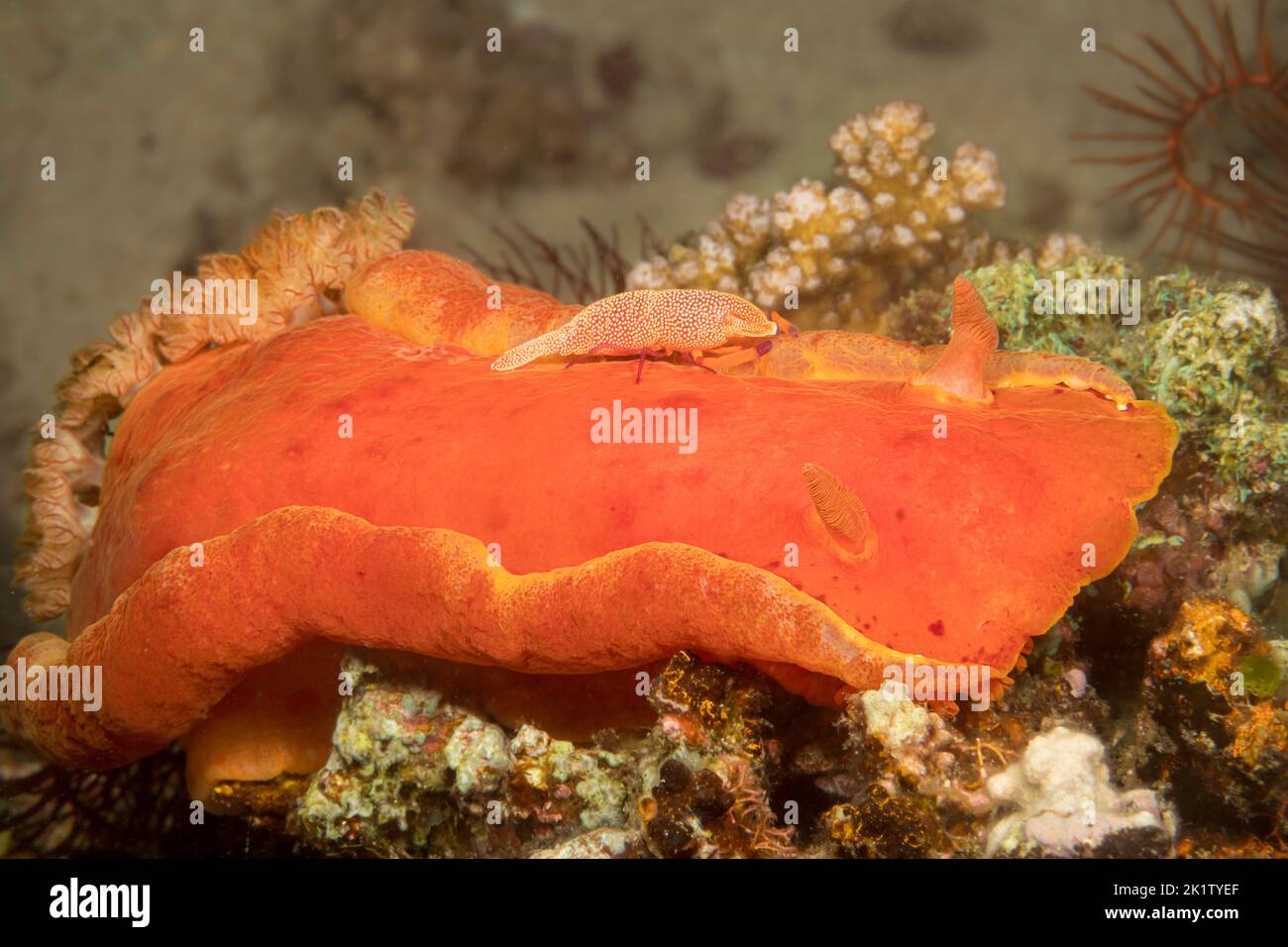 An imperial commensal shrimp, Periclimenes imperator, photographed at night on the spanish dancer nudibranch, Hexabranchus sanguineus, that it calls h Stock Photo