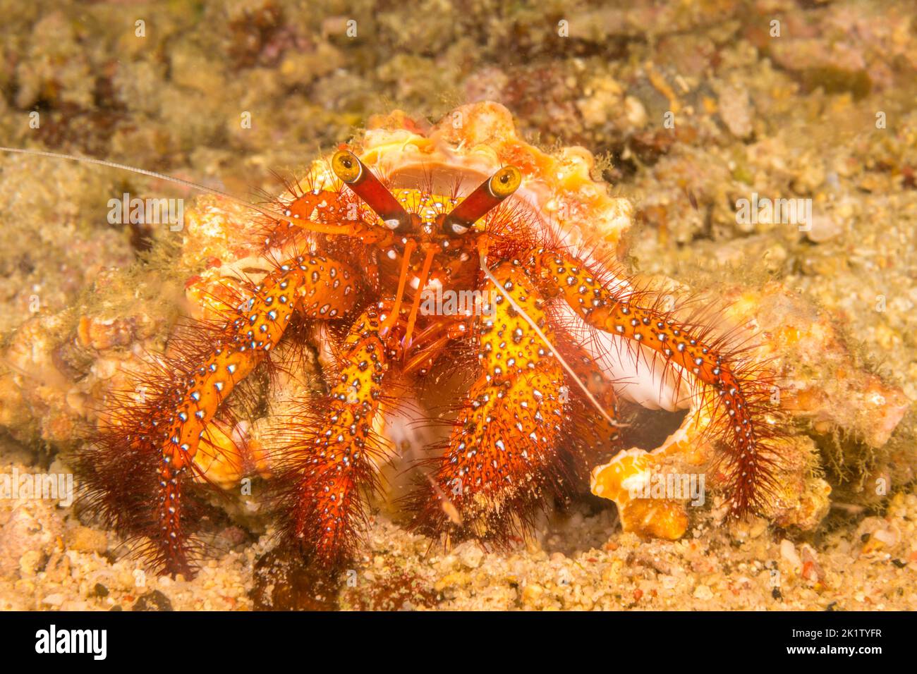 The white-spotted hermit crab, Dardanus megistos, is also referred to as the red hermit crab, Philippines. Stock Photo