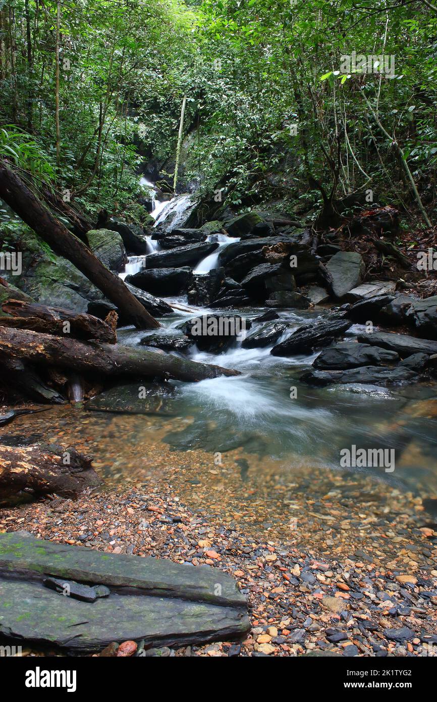 Small waterfall and stream in the interior of tropical rainforest in the Ulu Temburong National Park, Brunei Darussalam, Island of Borneo Stock Photo