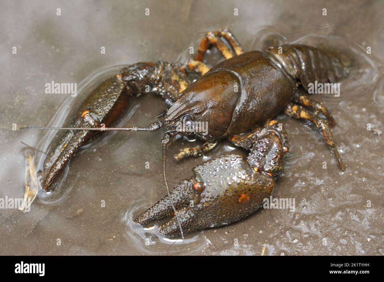Astacus astacus, the European crayfish, noble crayfish, or broad-fingered crayfish in natural habitat Stock Photo