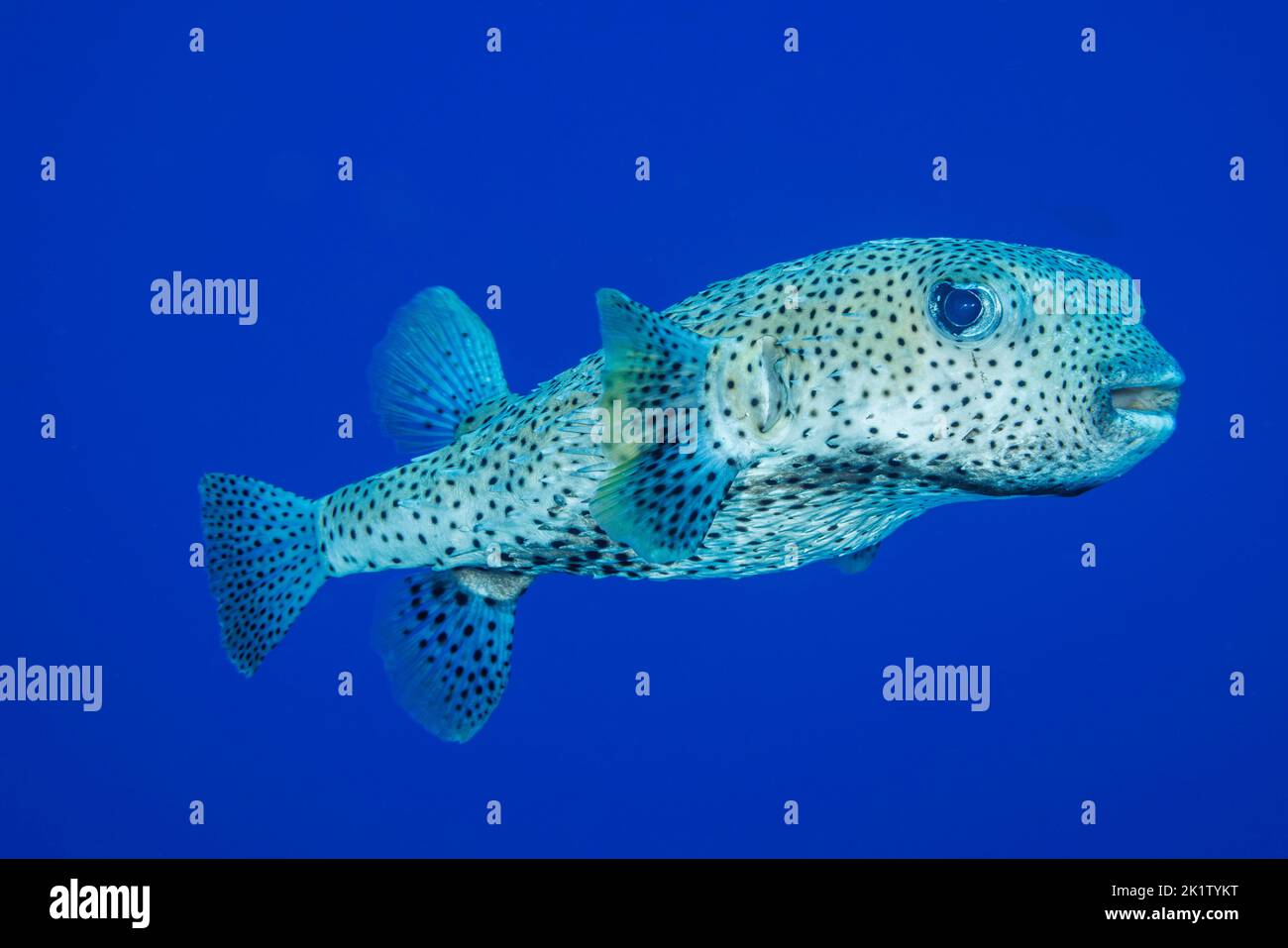 The spotted porcupinefish, Diodon hystrix, feed primarily at night on hard shelled invertebrates, Hawaii. Stock Photo