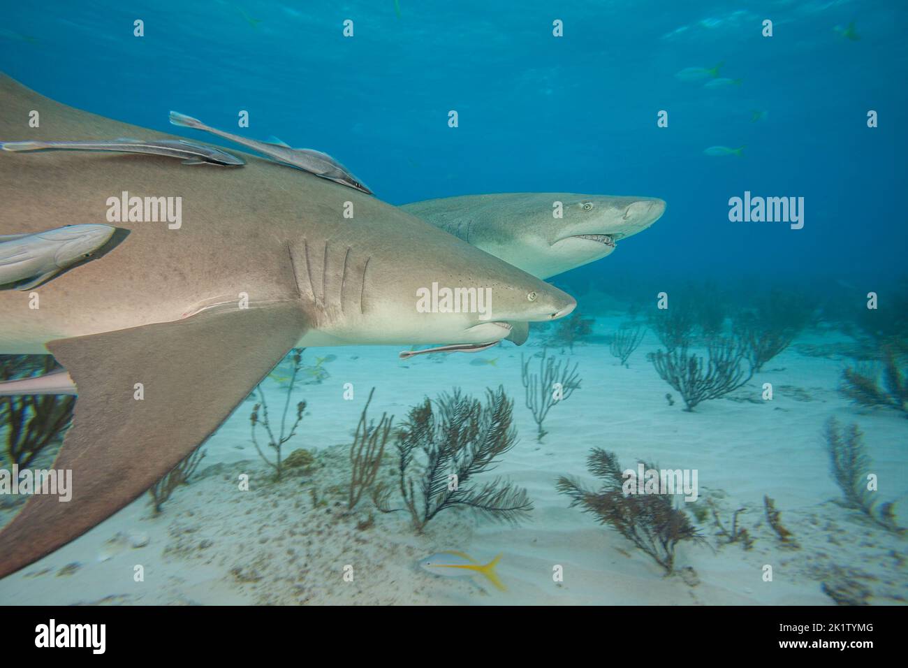 Lemon, sharks, Negaprion, brevirostris, underwater with remoras, West End, Grand Bahamas, Atlantic Ocean. Stock Photo