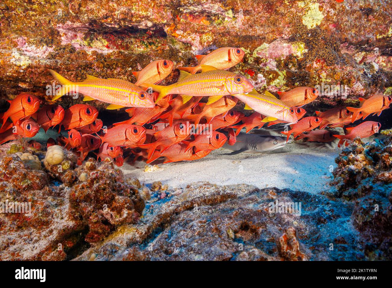 A small whitetip reef sharks, Triaenodon obesus, rests in a crevice behind yellowfin goatfish, Mulloidichthys vanicolensis, and shoulderbar soldierfis Stock Photo