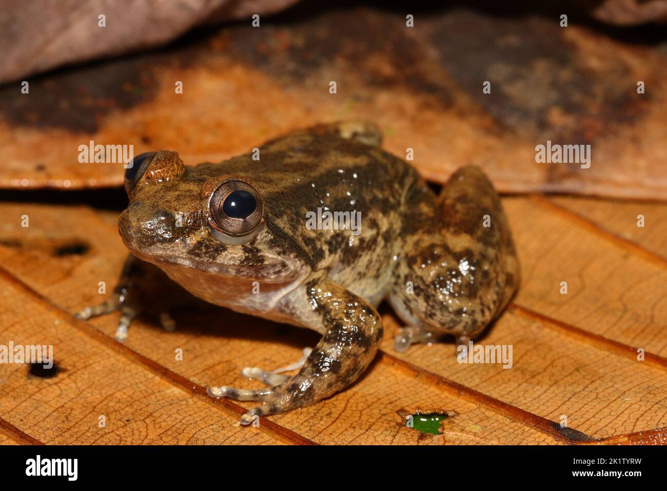 Kuhl's Wart Frog, Kuhl's Creek Frog, Kuhl's Fanged Frog, Big-headed Mountain, Kuhl's Frog (Limnonectes kuhlii) in a natural habitat Stock Photo