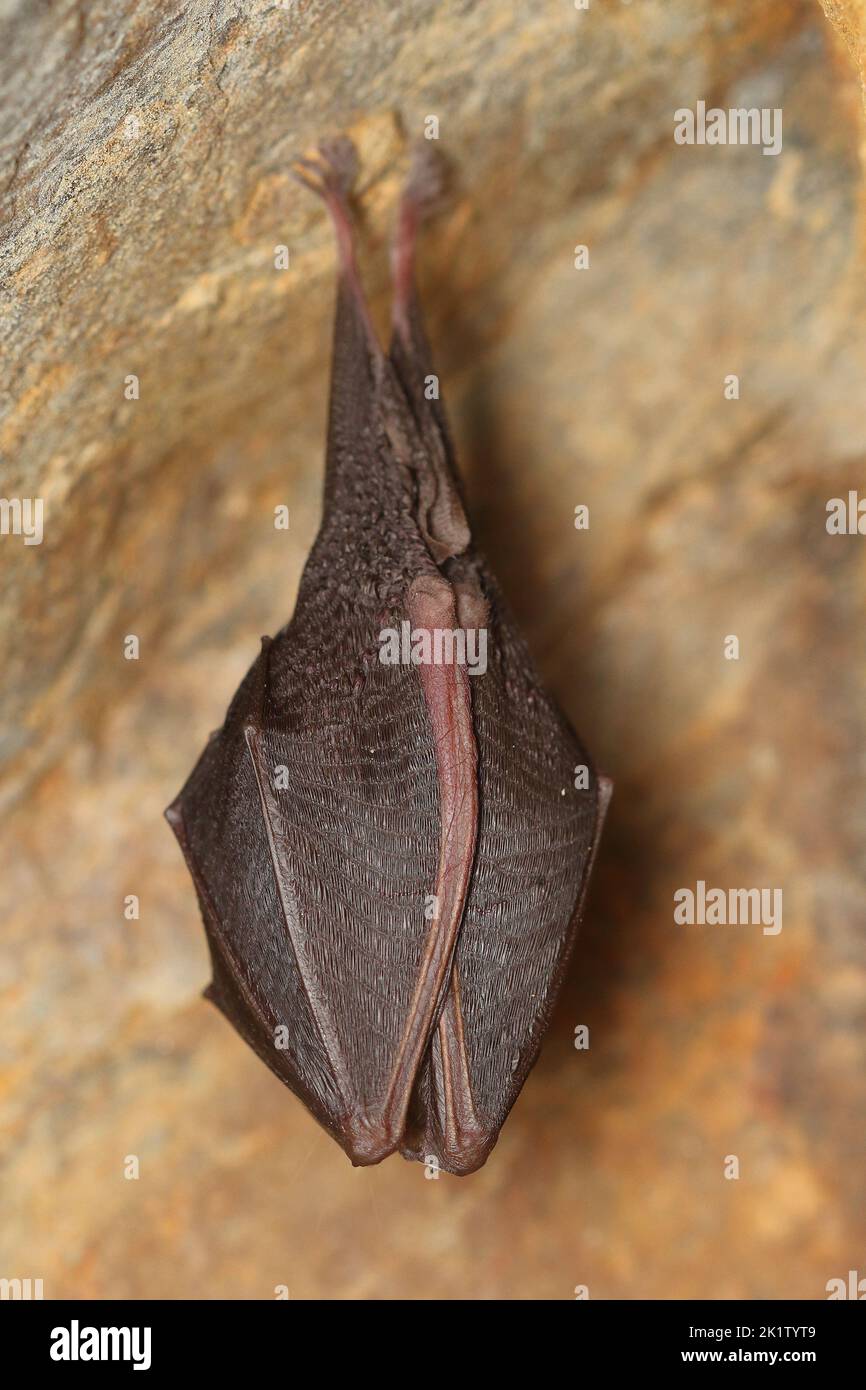 The lesser horseshoe bat (Rhinolophus hipposideros) wintering individual on wall Stock Photo Alamy