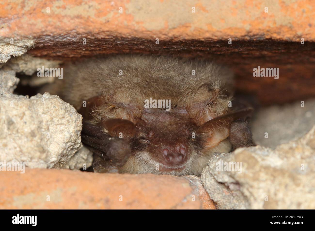 The grey long-eared bat (Plecotus austriacus) during hibernation in the brick wall Stock Photo