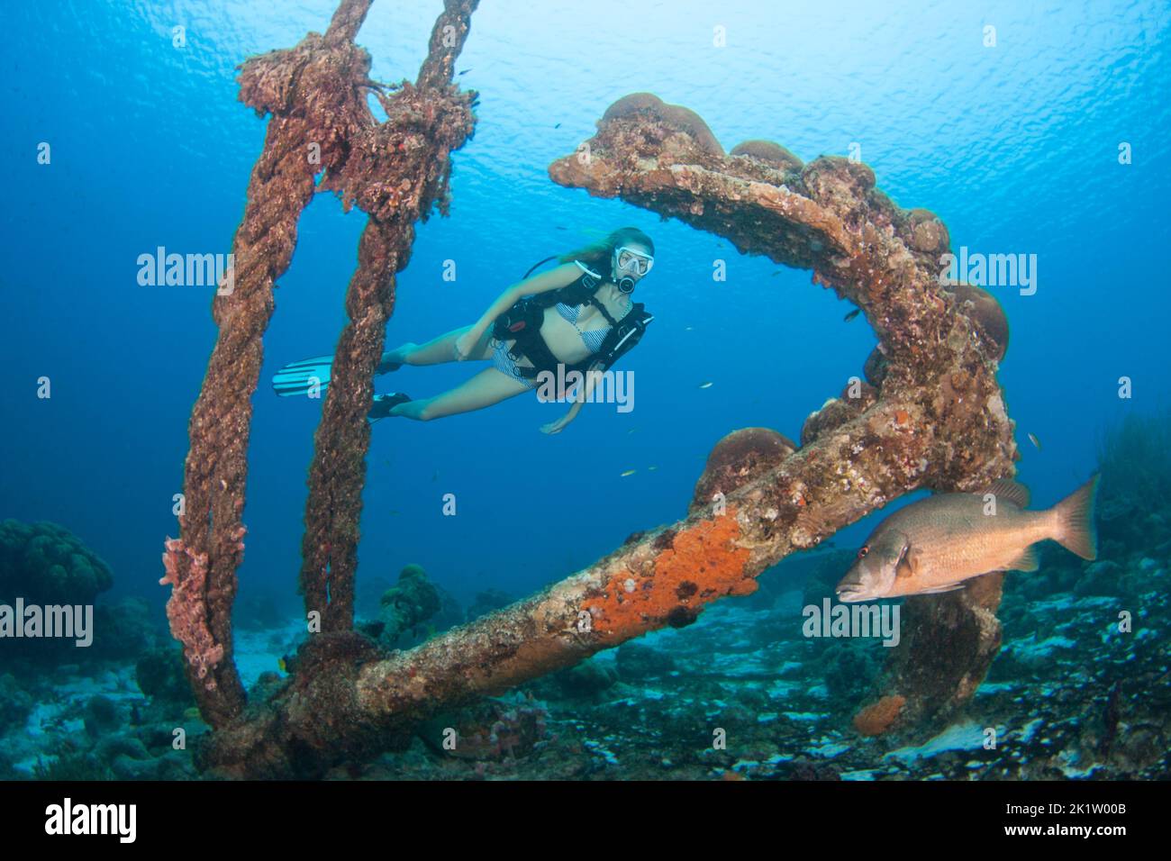 A girl (MR) scuba diving, an old anchor and a cubera snapper, Lutjanus cyanopterus, Bonaire, Netherlands Antilles, Caribbean. This species is consider Stock Photo