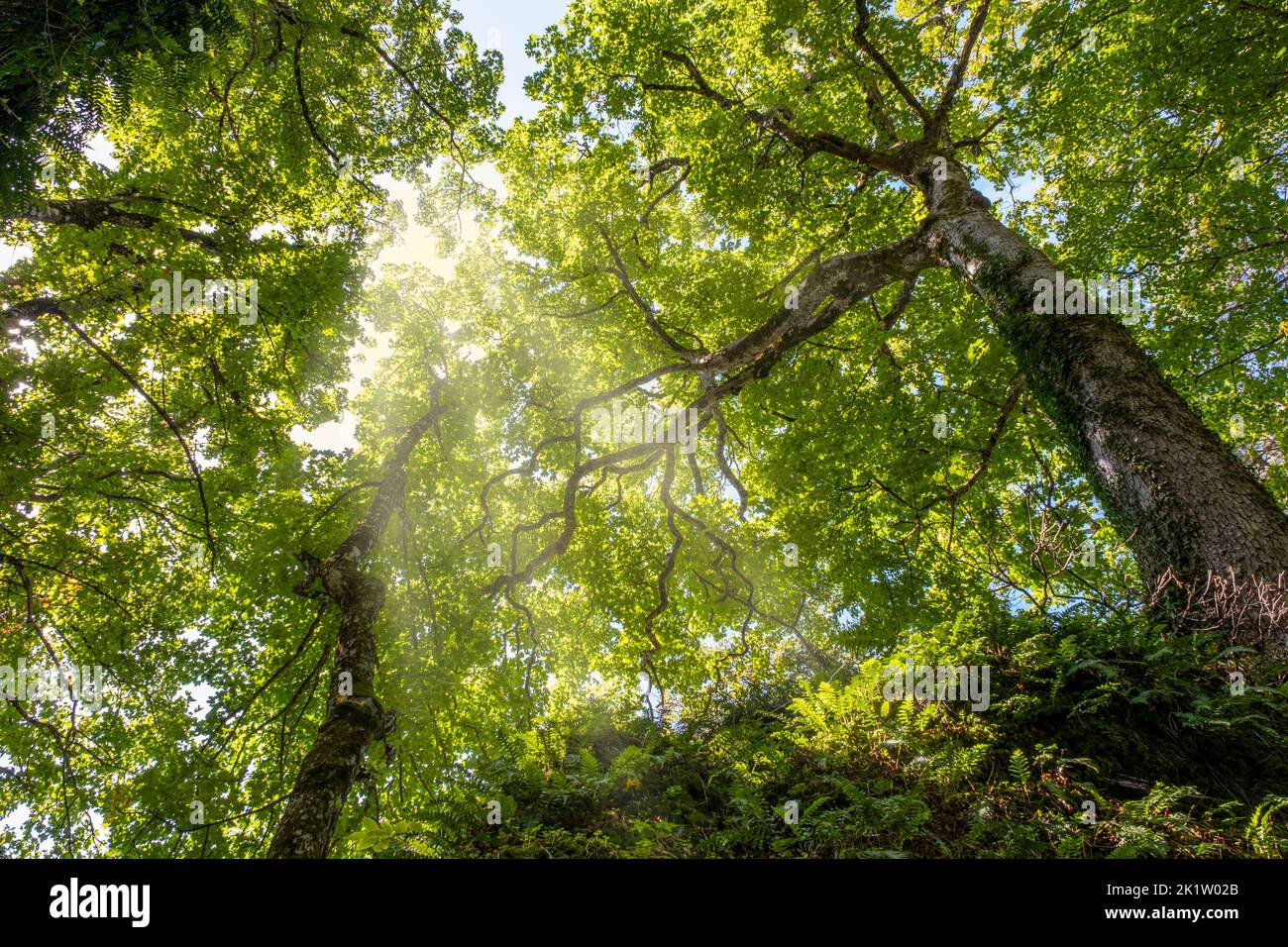 Illuminated magic sun hi-res stock photography and images - Alamy