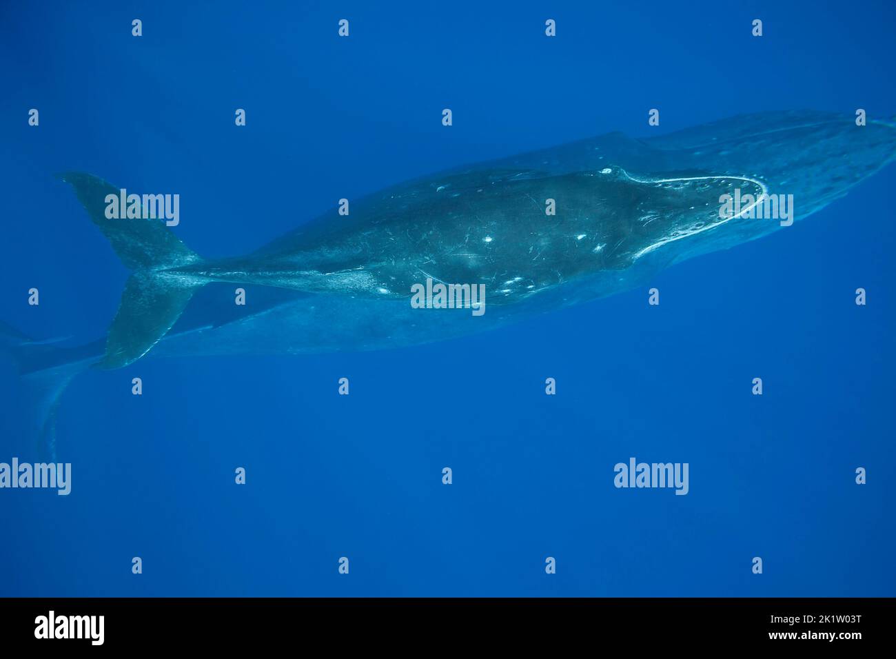 A mother and calf pair of humpback whales, Megaptera novaeangliae, underwater, Hawaii. Stock Photo