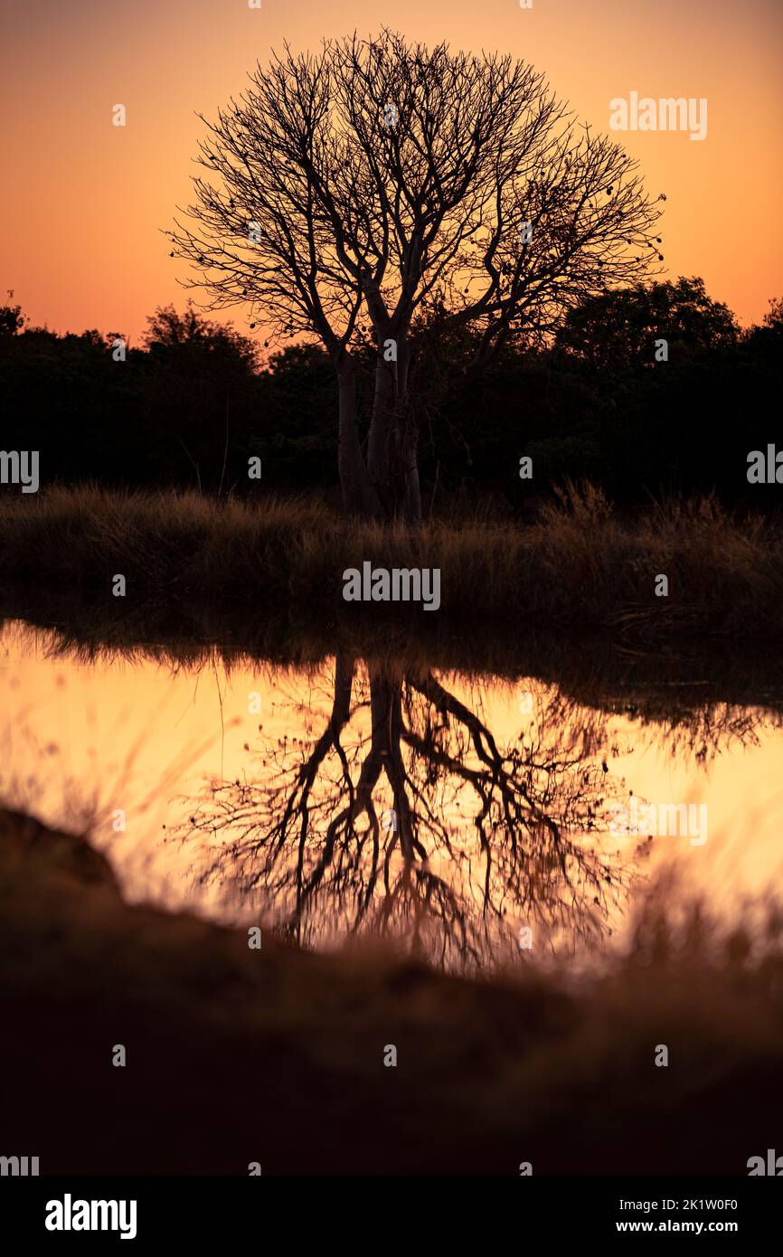 Baobab tree in the warm orange light of sunset in Western Australia. Reflection in the water. Stock Photo