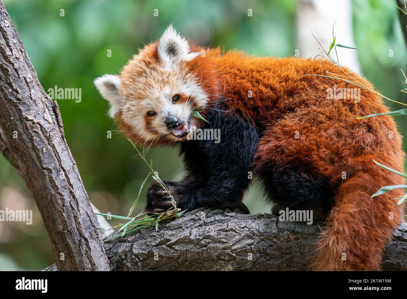 Red panda eating leaves on a tree branch Stock Photo