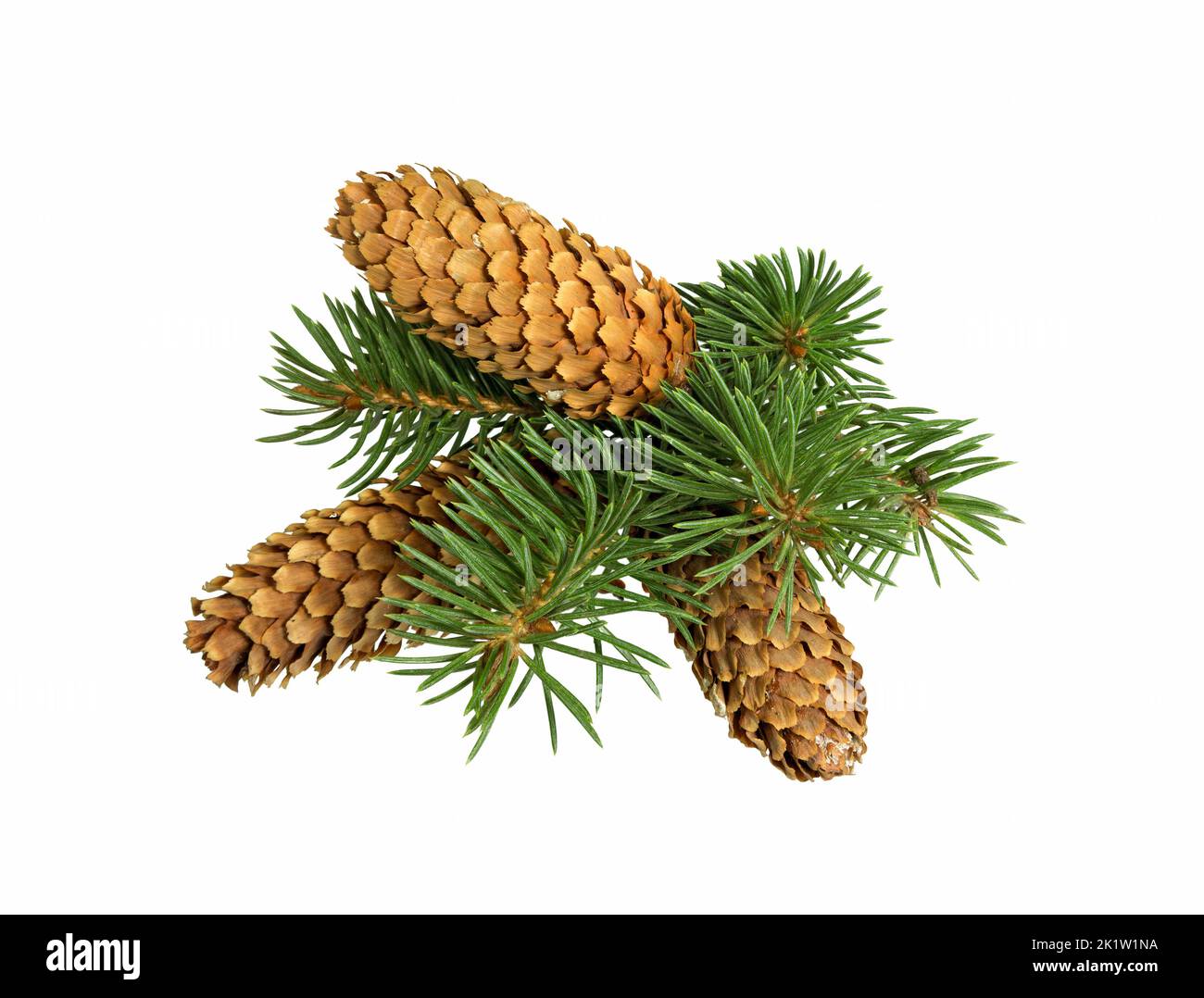 Fir tree branch and cones isolated on white background. Pine branch ...