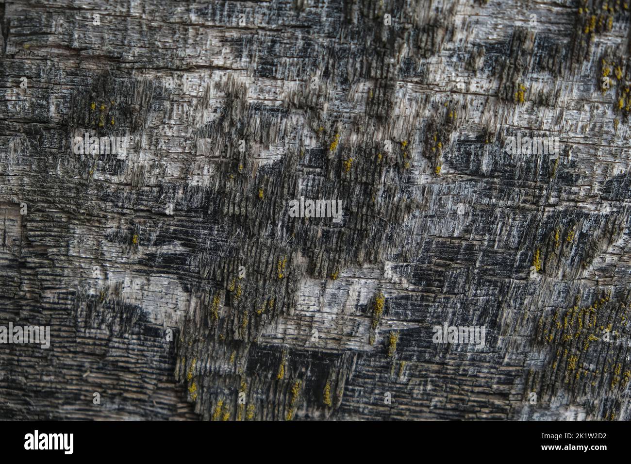 The texture of old plywood. The background is made of an old tree with moss. Top view of time-damaged plywood. Stock Photo