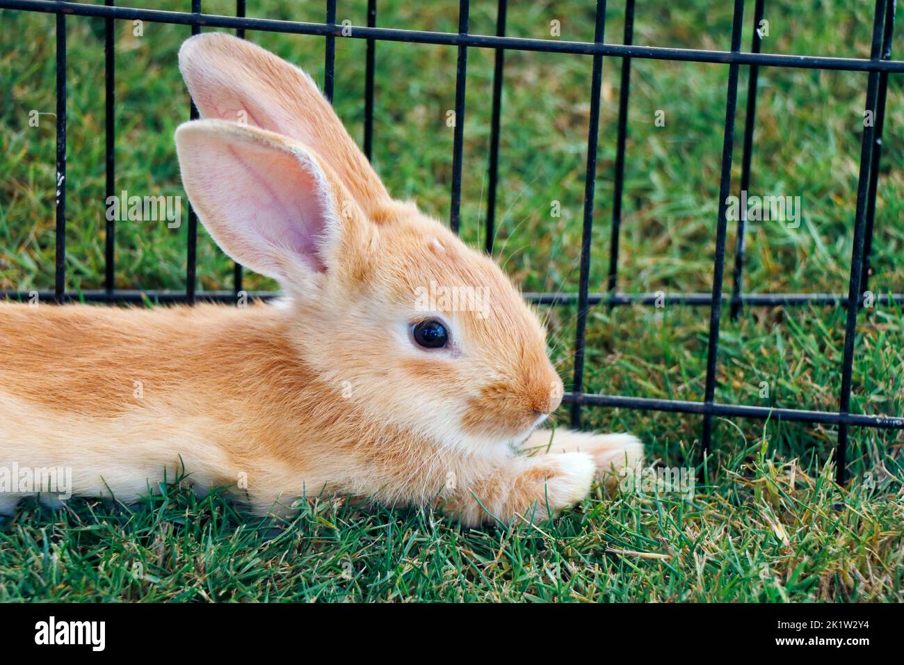 little rabbit or bunny sitting in a small basket as a pet animal Stock Photo