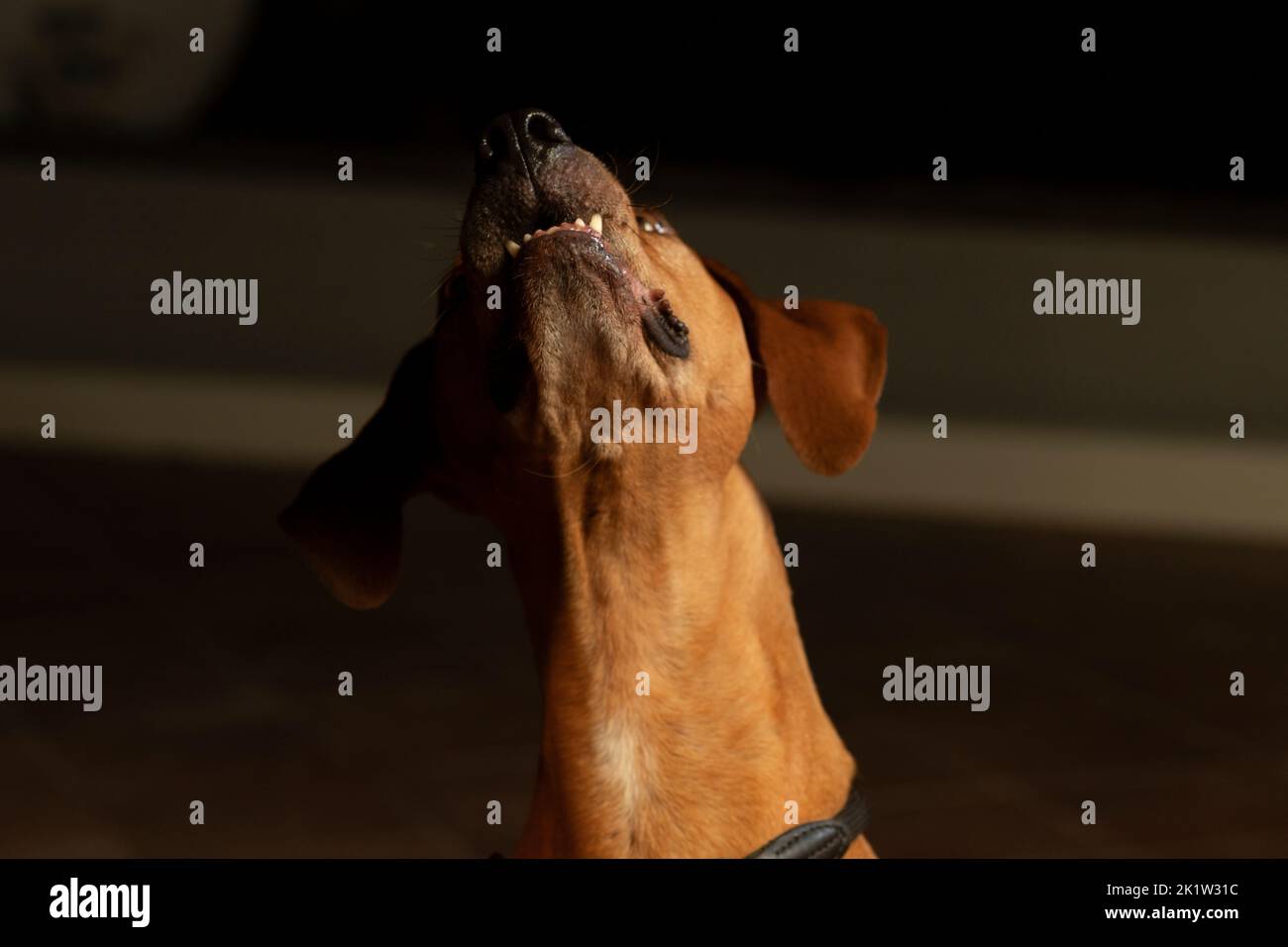 Communication with dog hi-res stock photography and images - Alamy