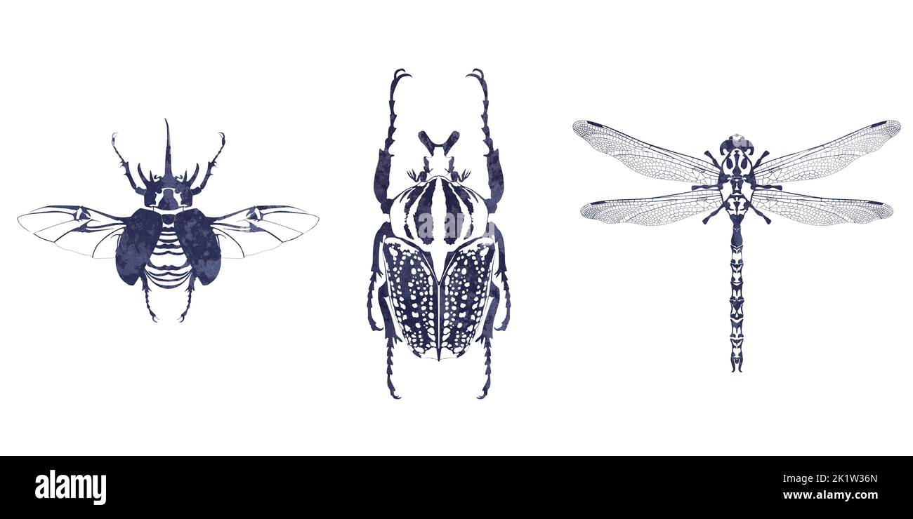 ink insect drawing on white background Stock Photo