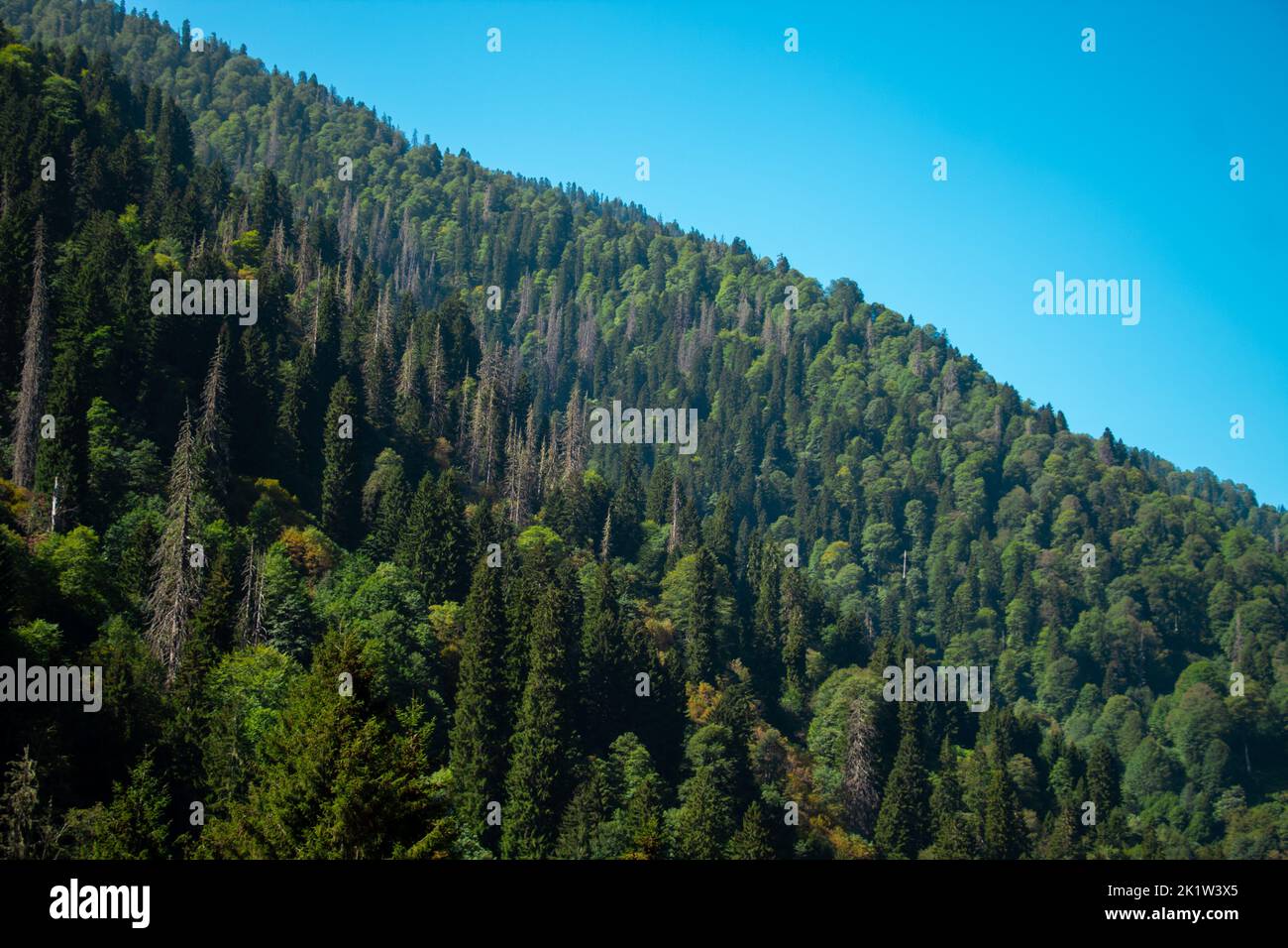 Turkey Rize Mountains Rize, Turkey - September 2022: Kackar mountains with green forest ...
