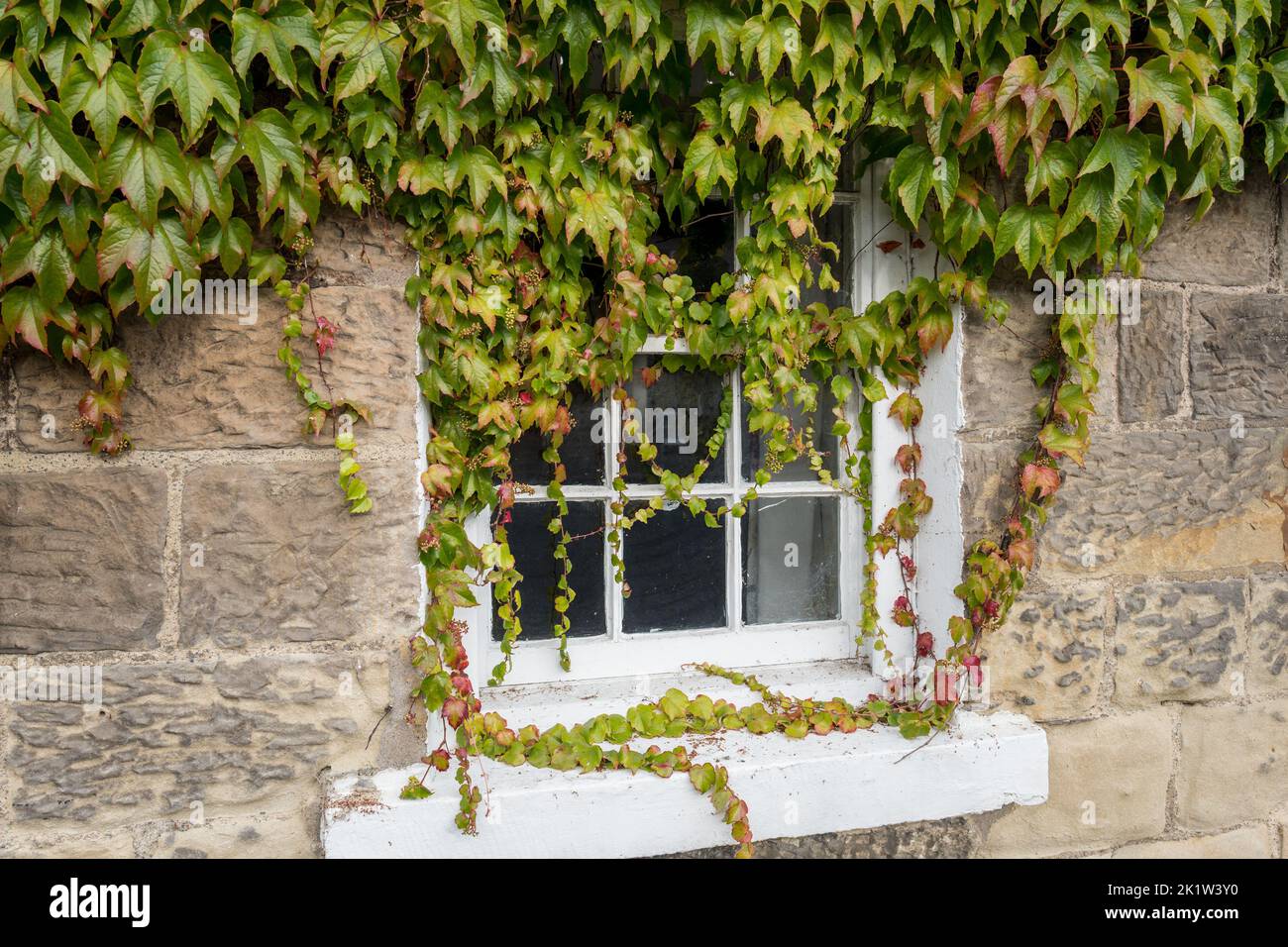 Ivy growing around a white painted wooden framed window of a closed pub in the small Northumberland village of Powburn, Stock Photo