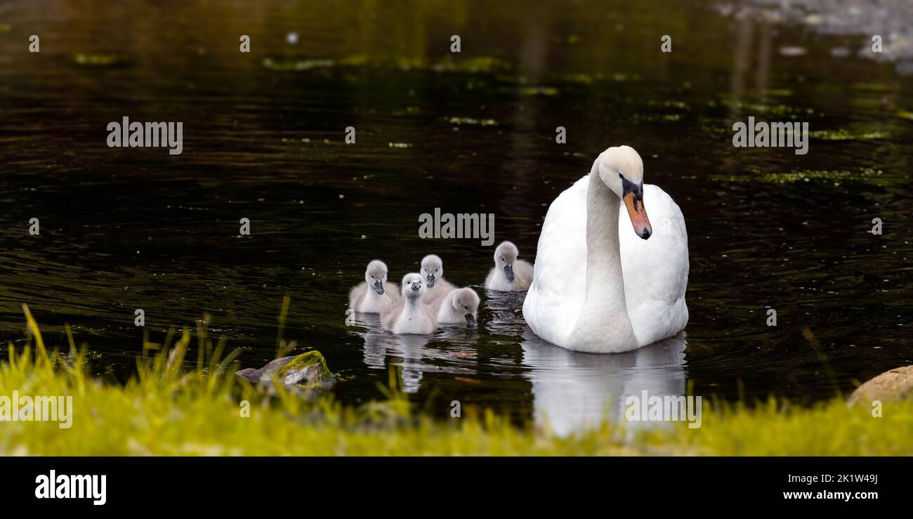 A white swan and its babies swimming on a lake Stock Photo - Alamy