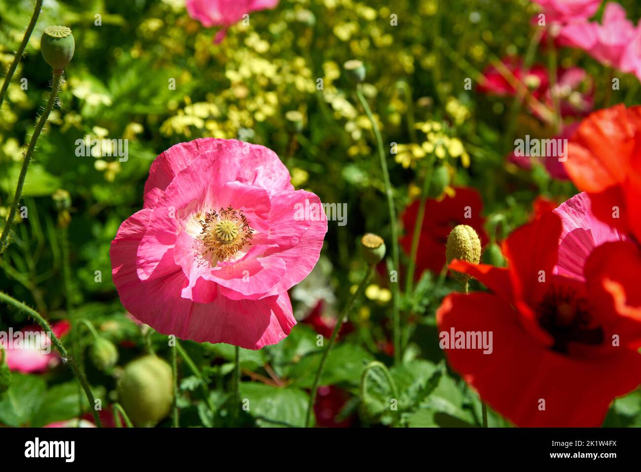Pink Wild Poppy. Pink Poppy and other wild flowers in a rural setting. Stock Photo