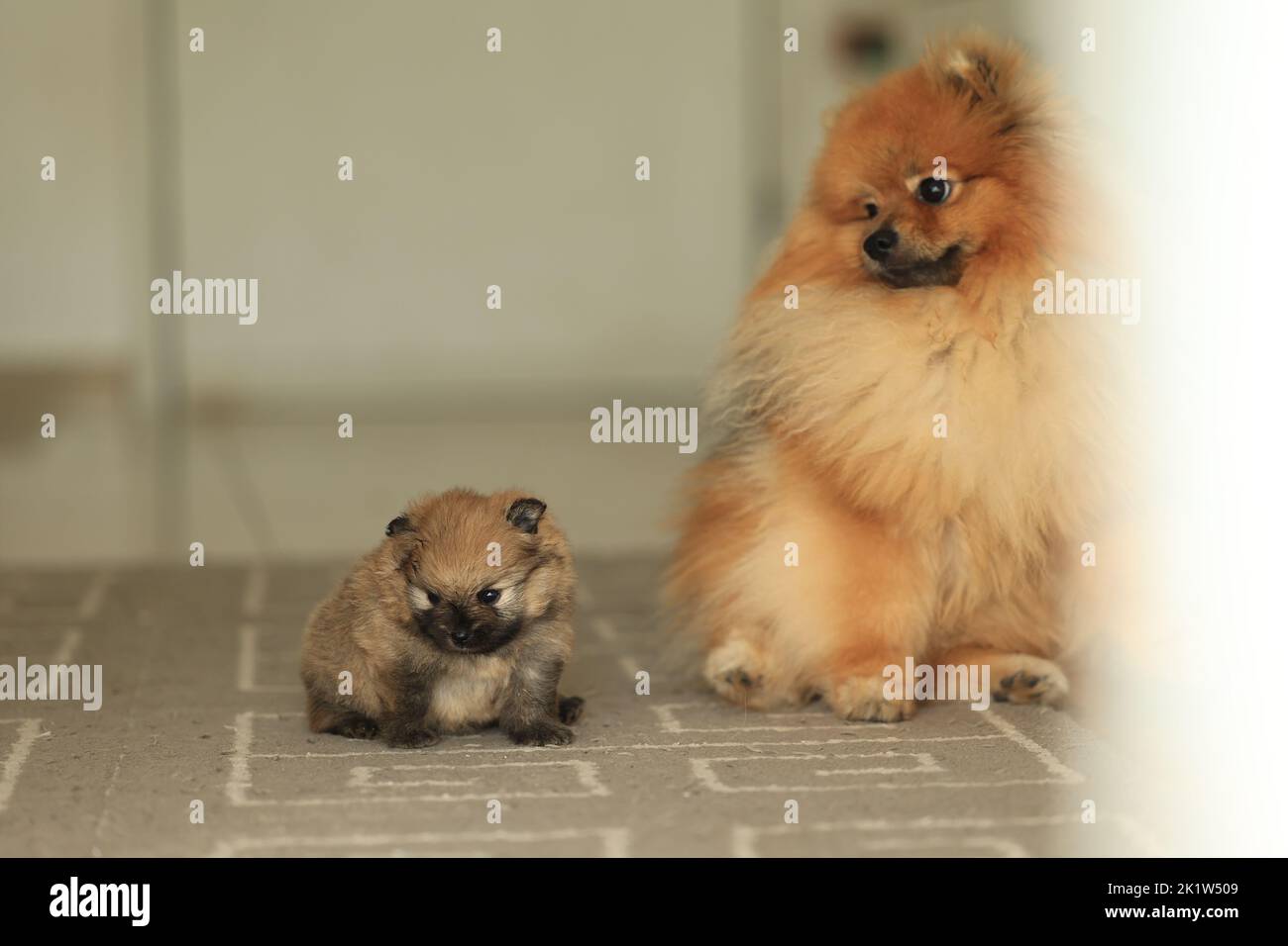Pomeranian. Cute fluffy adorable Pomeranian and little puppy. High quality photo Stock Photo