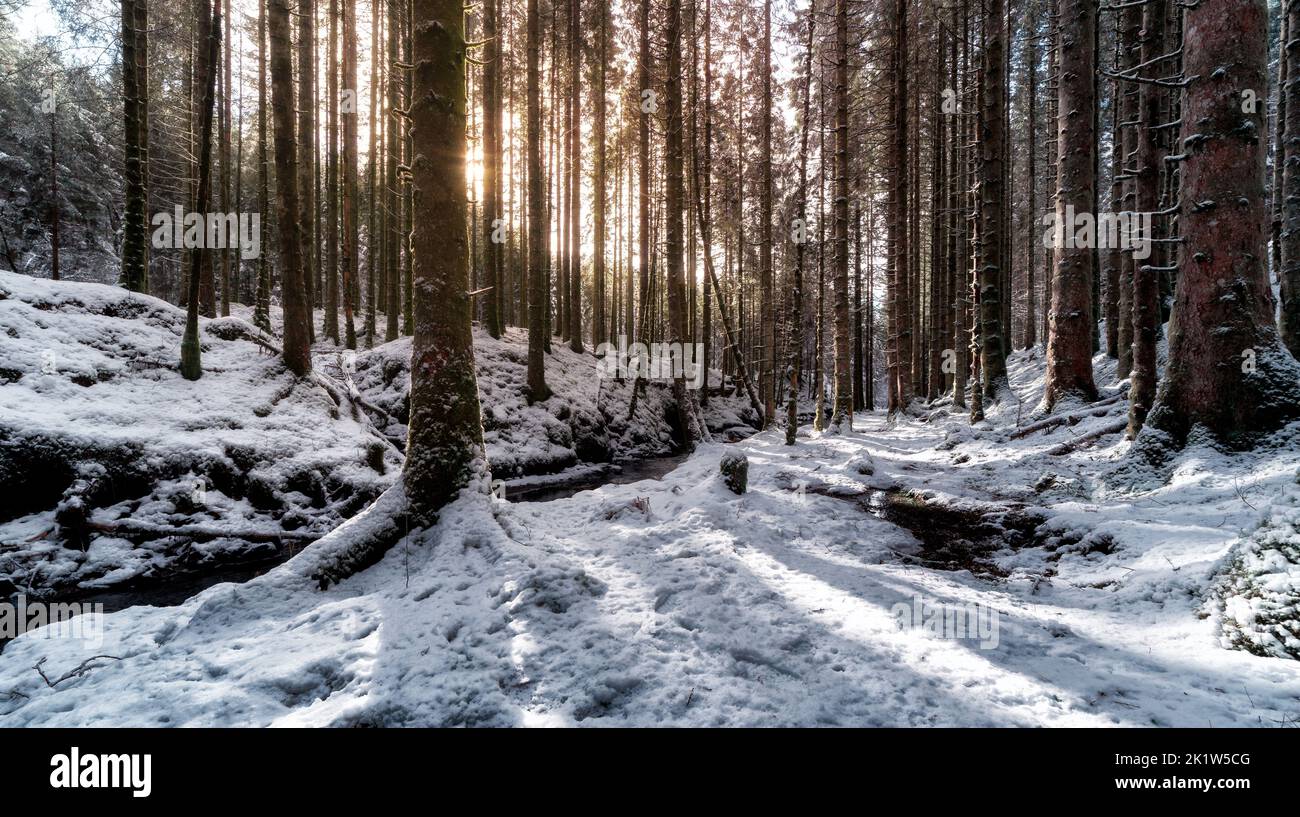 Beautiful forest area in hi-res stock photography and images - Alamy