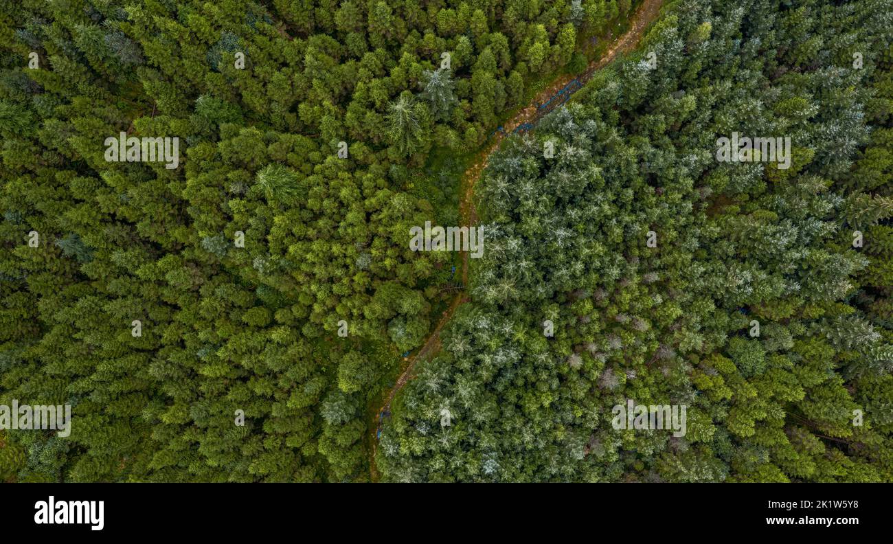 An aerial view of a beautiful forest Stock Photo - Alamy