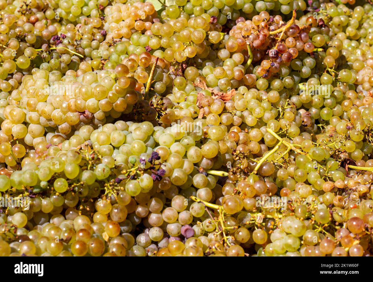 Grape harvest for wine production. Grape harvest. Grapes. The process