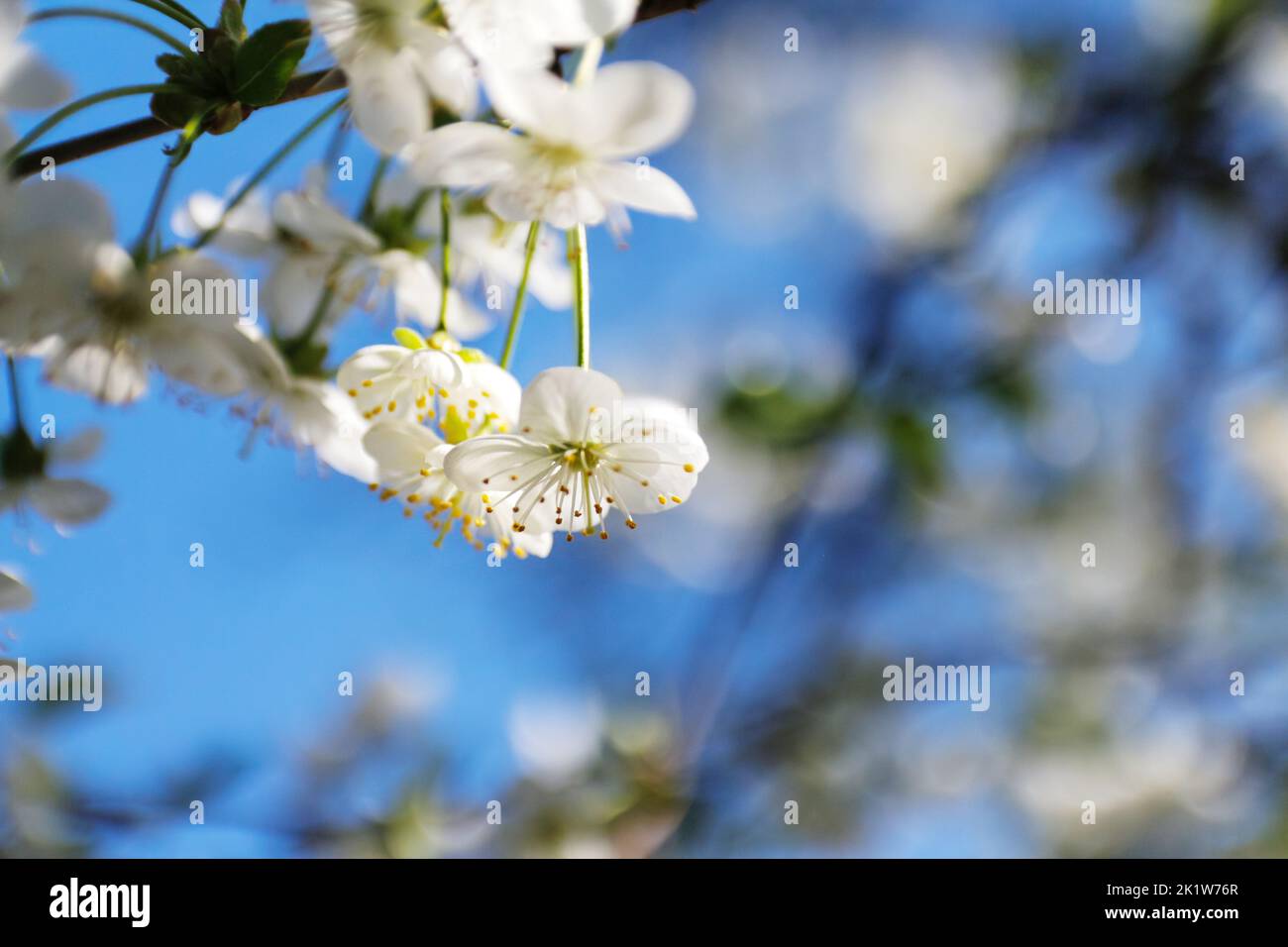 Defocus fresh spring branches of cherry tree with flowers, natural floral seasonal easter background. Beautiful blossoming tree. Springtime closeup, b Stock Photo