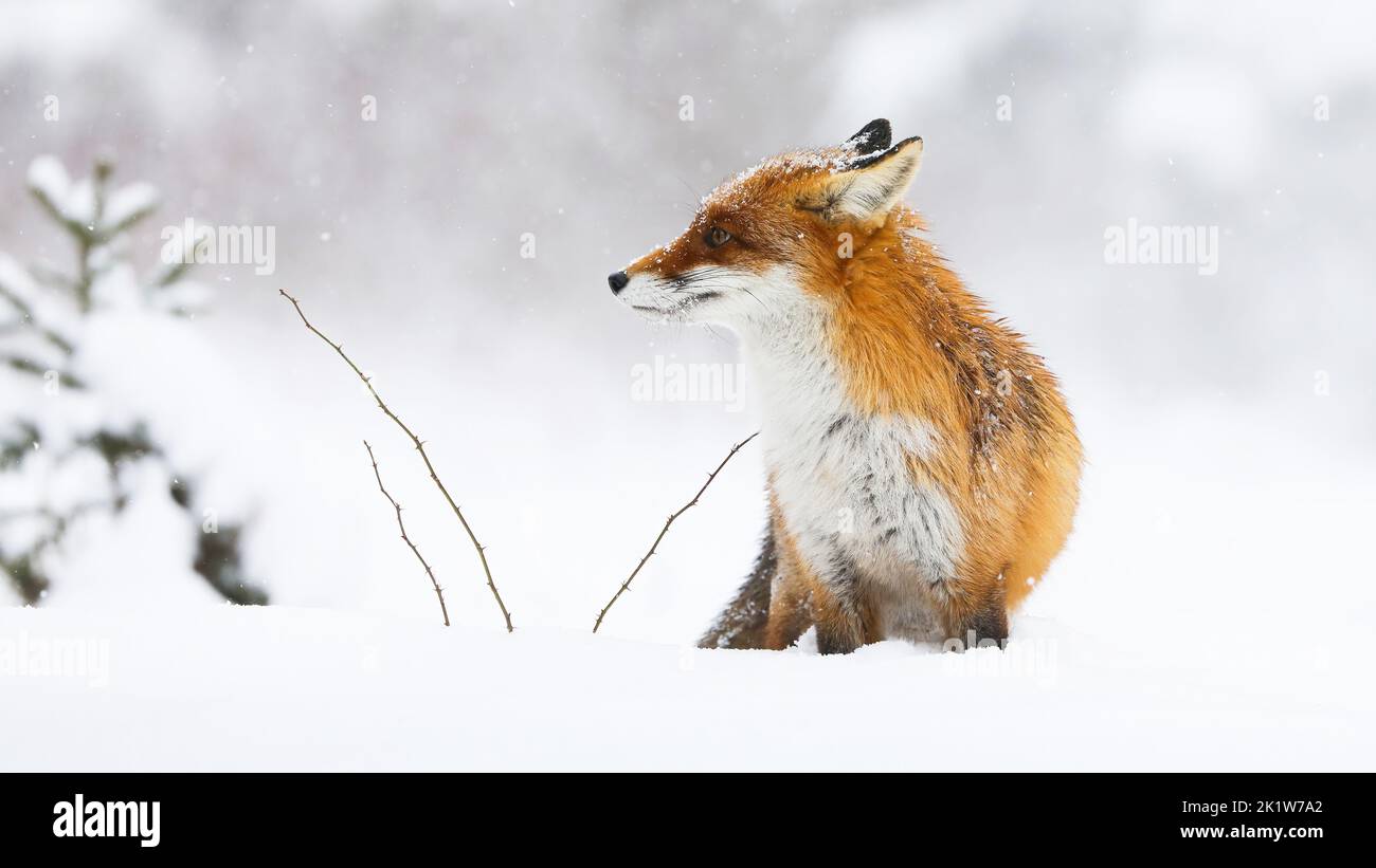 Red fox, vulpes vulpes, looking on white meadow in wintertime nature. Orange mammal sitting on snowy pasture in winter. Wild fluffy animal observing i Stock Photo
