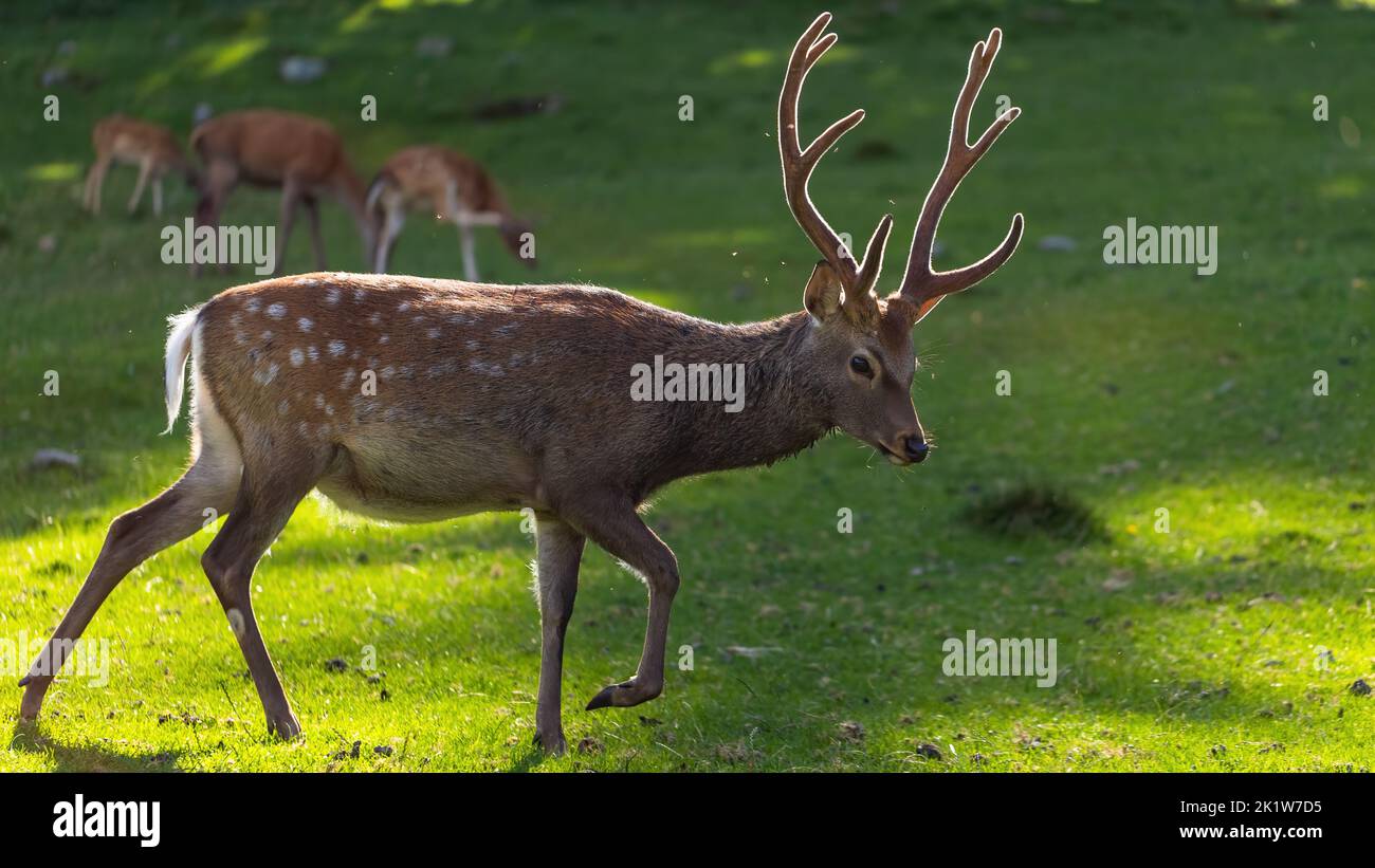 Sika deer, cervus nippon, stag walking on meadow illuminated by sun from behind. Antlered mammal with brown fur and white spots moving along a glade w Stock Photo