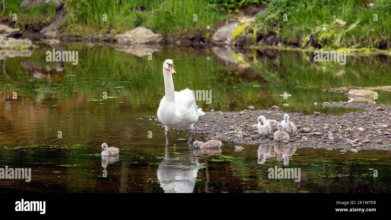 A swan with its babies in a pond Stock Photo - Alamy