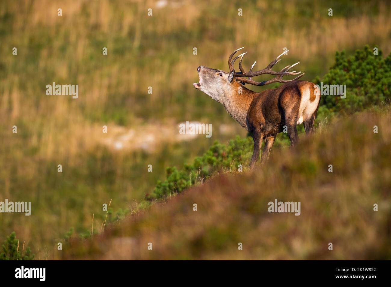 Red deer, cervus elaphus, roaring in the moddle of dwarf pine in autumn. Stag bellowing on mountains in fall. Wild male mammal calling on mountainside Stock Photo