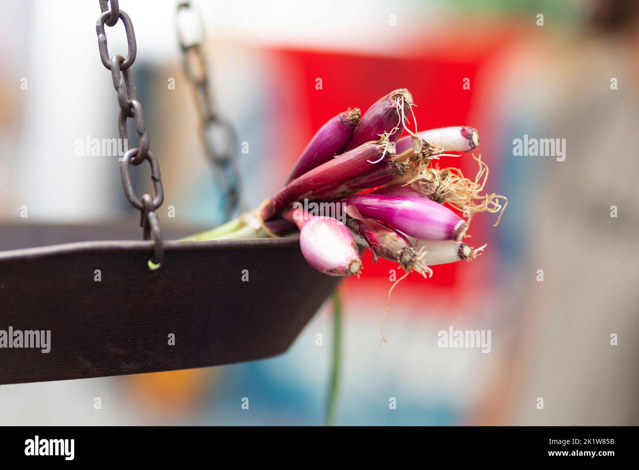 Italian traditional onion "cipolla lunga di Firenze Stock Photo Alamy