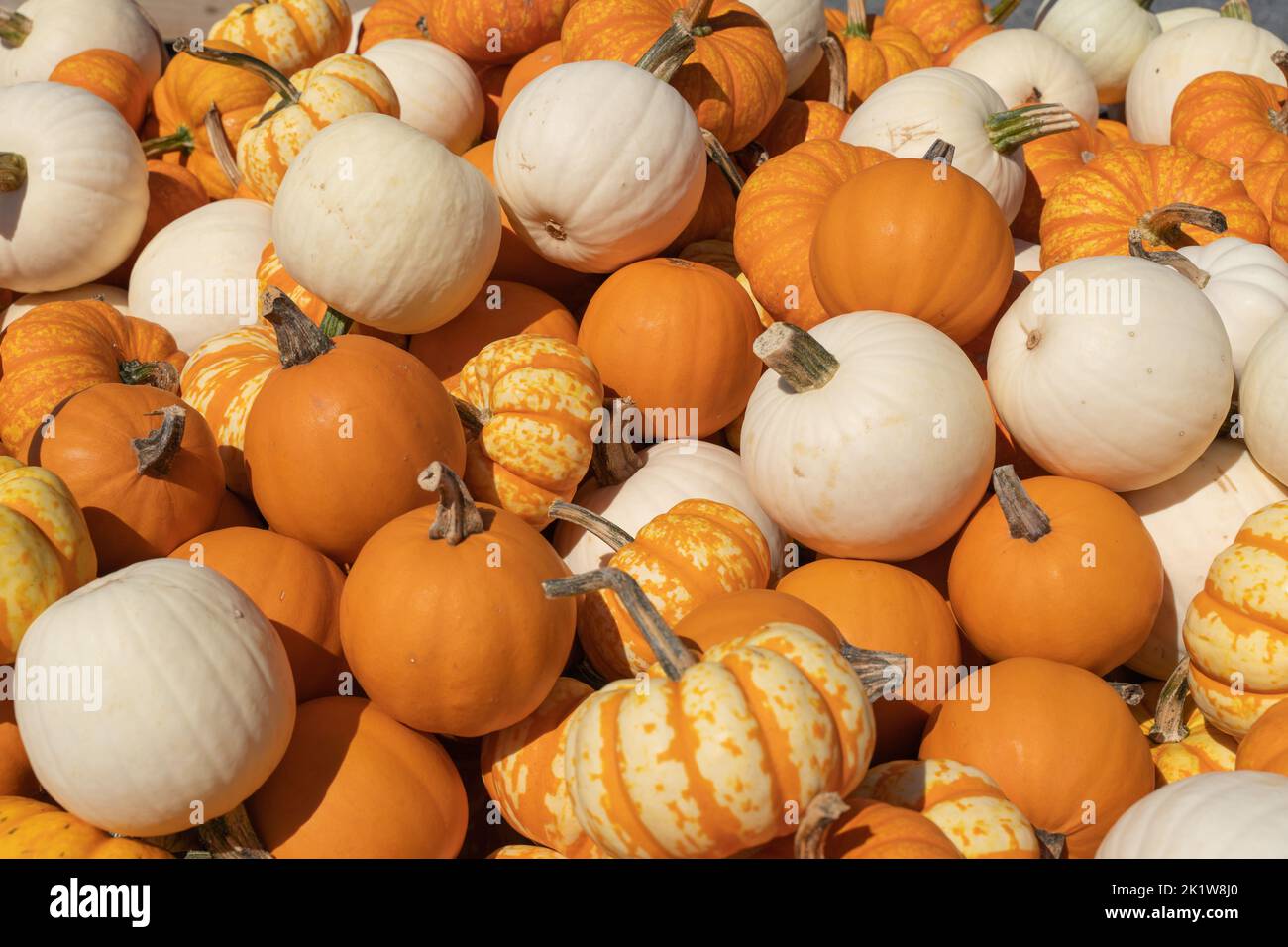 Jack-be-Little pumpkins fresh from the pumpkin patch and ready for Halloween and Thanksgiving holiday decorations. Stock Photo