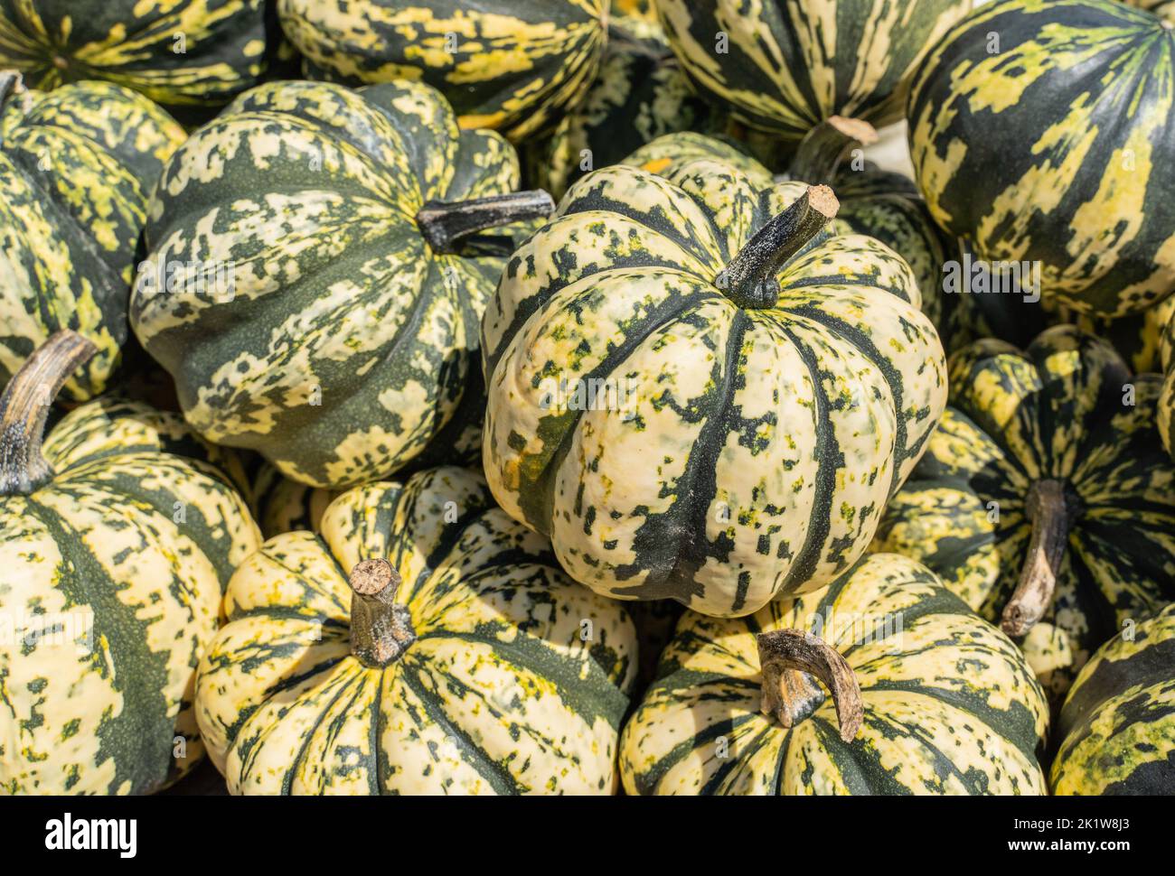 Just harvested acorn squash on display at local farmer’s market in Lancaster County, Pennsylvania Stock Photo