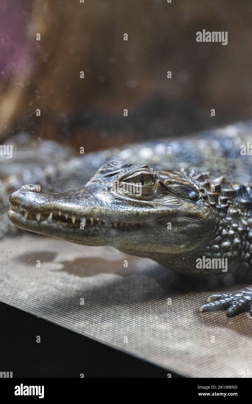 Hermès Opens an Alligator Farm in Australia to Make Luxury Goods