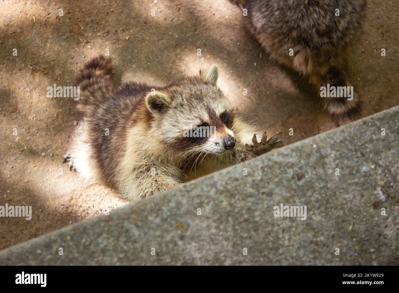 A top view of a Guadeloupe raccoon in a zoo with sunlight on it Stock