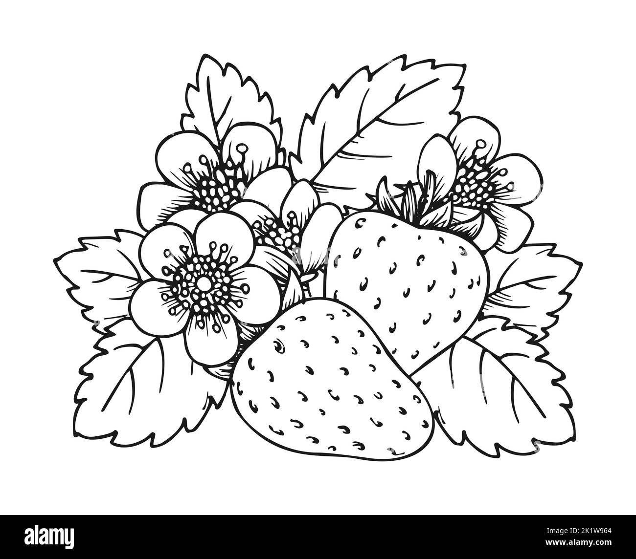 Strawberry blooming bush closeup hand drawn coloring book page. Two whole ripe berries with blossom flowers and leaves black and white sketch. Outline clip art for print greeting card poster patches Stock Vector