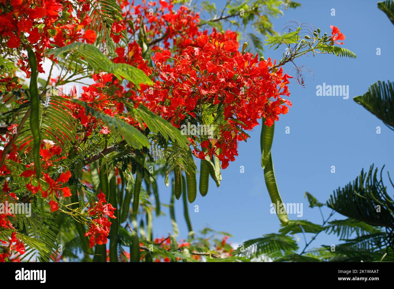 Large red flowers blooming flamboyan tree. Stock Photo