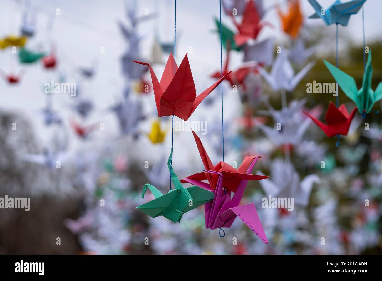 Origami cranes hung on a square as a symbol of peace on the 77