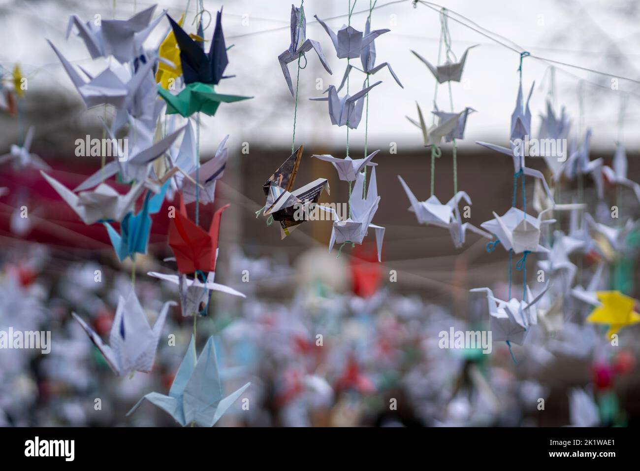 Origami cranes hung on a square as a symbol of peace on the 77